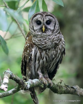 Barred Owl