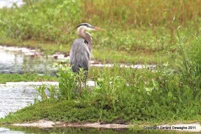 Great Blue Heron