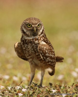 Burrowing Owl