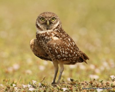 Burrowing Owl