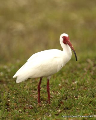 White Ibis