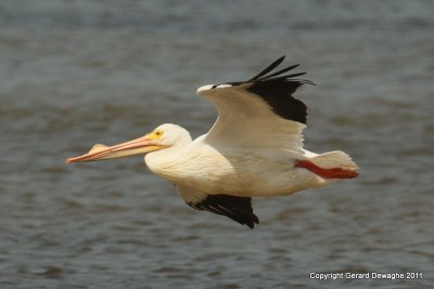 American White Pelican