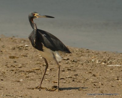 Tri-colored Heron