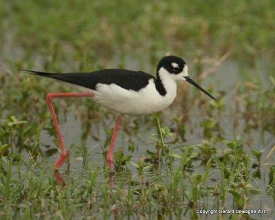 Black-necked Stilt