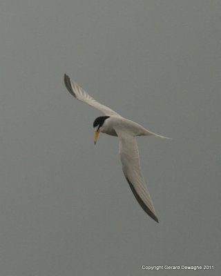 Least Tern