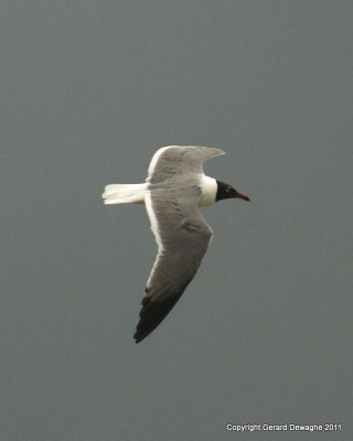 Laughing Gull