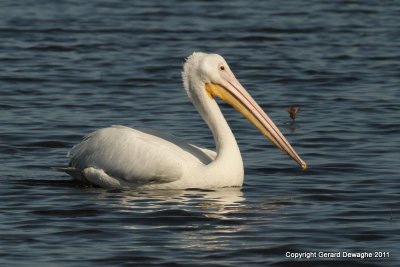 American White Pelican