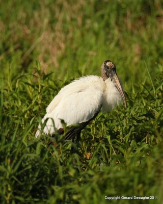 Wood Stork