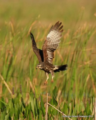 Northern Harrier