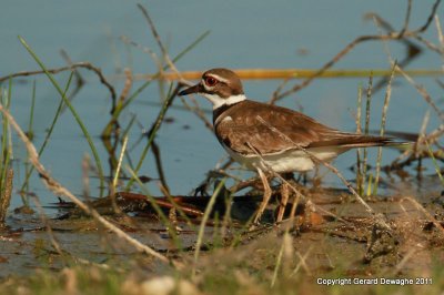 Killdeer