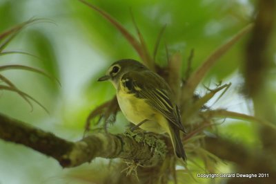 Blue-headed Vireo