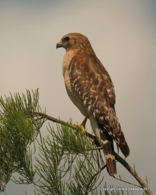 Red Shouldered Hawk