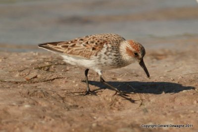 Western Sandpiper