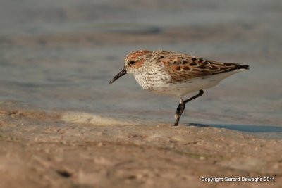 Western Sandpiper