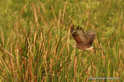 Snail Kite