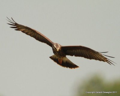 Snail Kite