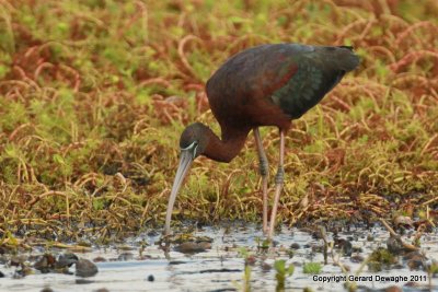 Glossy Ibis