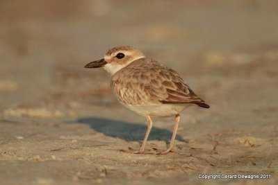 Wilson's Plover