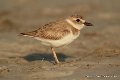 Wilson's Plover