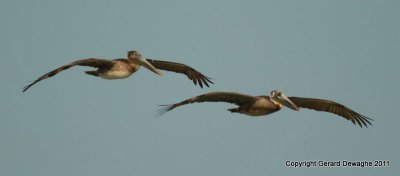 Brown Pelicans