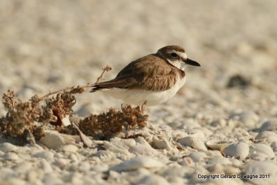 Wilson's Plover