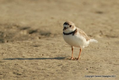 Piping Plover