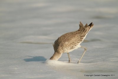 Willet