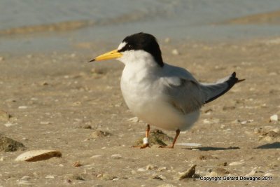 Least Tern