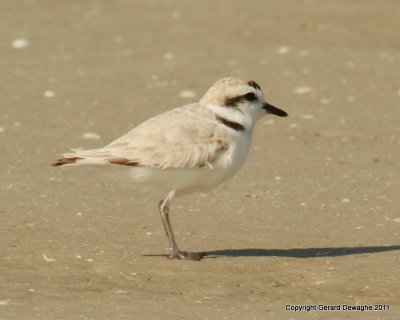 Snowy Plover