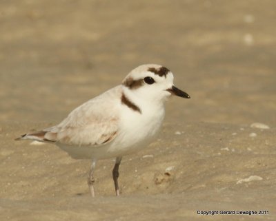 Snowy Plover