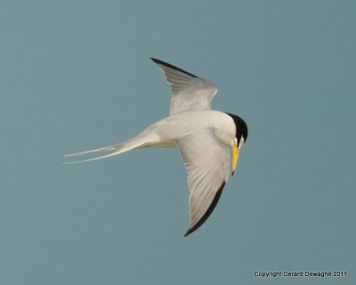 Least Tern