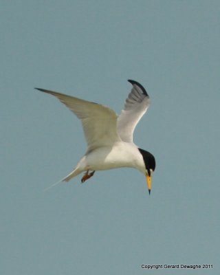 Least Tern