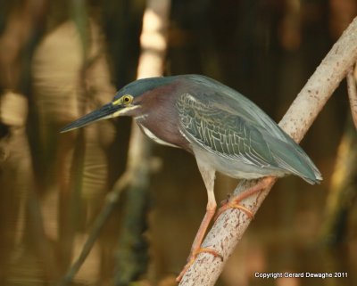 Little Green Heron