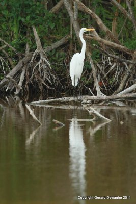 Great Egret