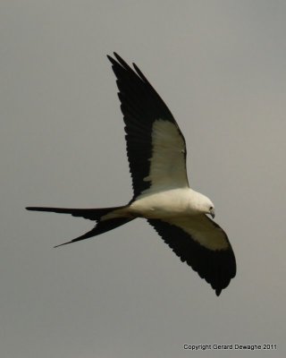 Swallow-tailed Kite