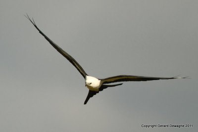 Swallow-tailed Kite