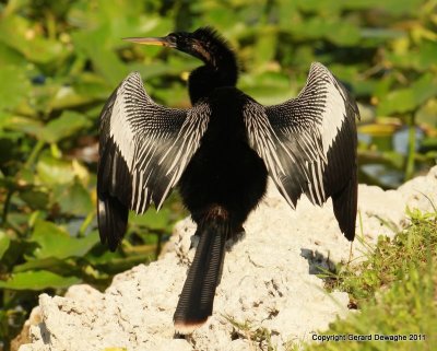 Anhinga