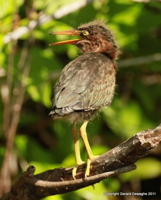 Little Green Heron