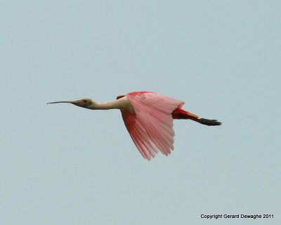 Roseate Spoonbill