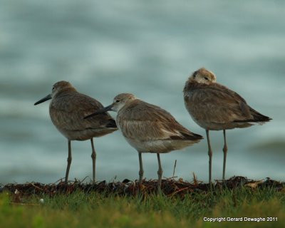 Willets