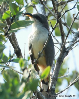 Mangrove Cuckoo