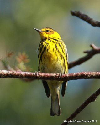 Cape May Warbler