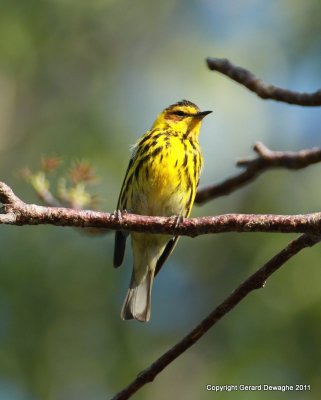 Cape May Warbler