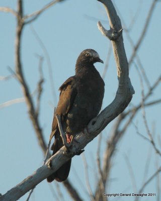 White-crowned Pigeon