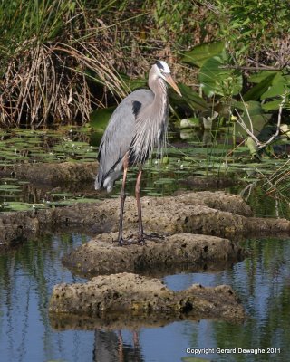 Great Blue Heron