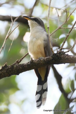 Mangrove Cuckoo