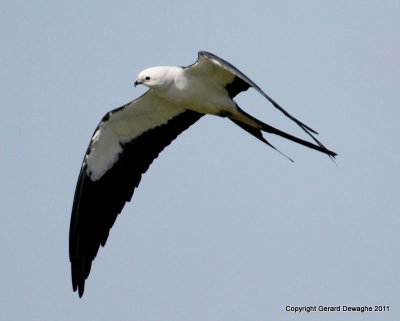 Swallow-tailed Kite