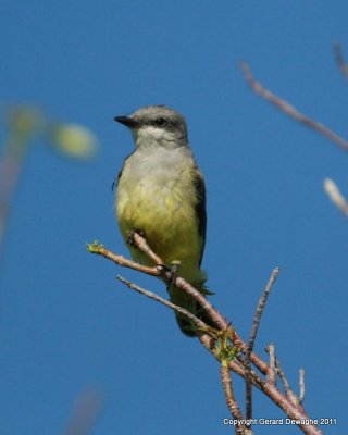 Western Kingbird