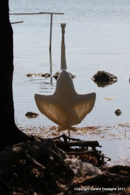 Great White Heron