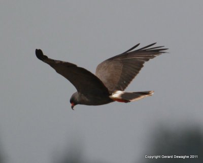 Snail Kite